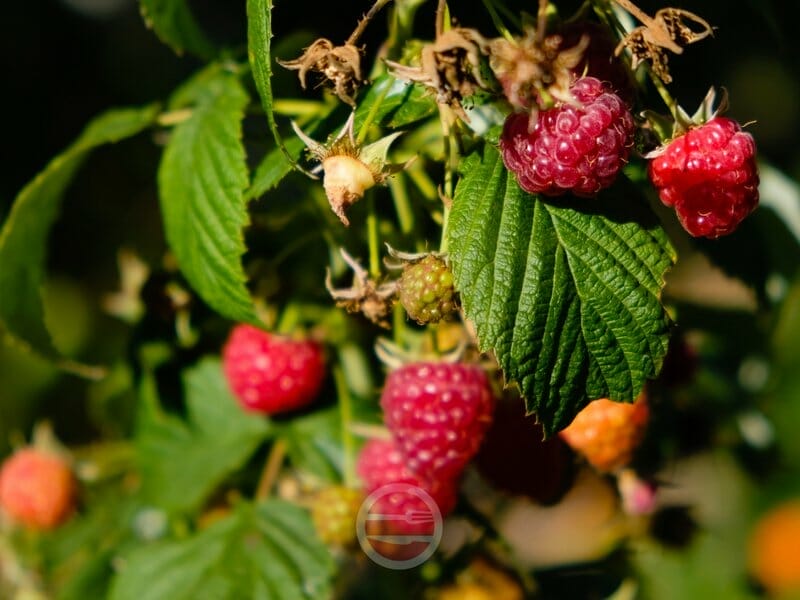 Sorting Your Raspberries