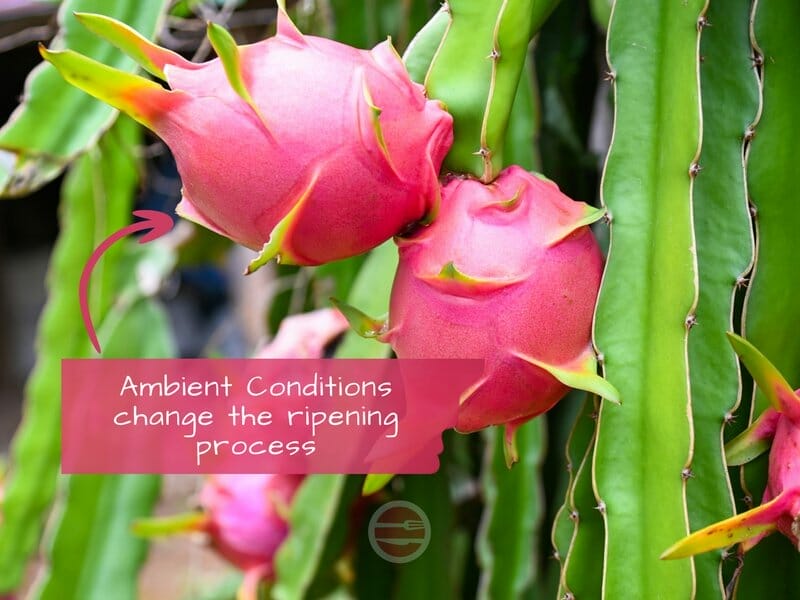 factors that affect ripening of dragon fruit