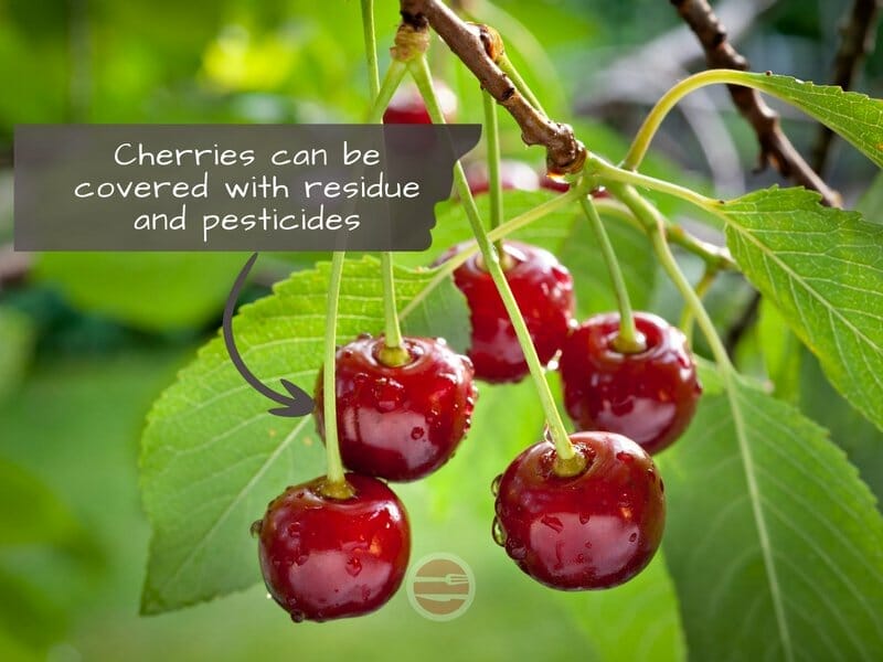 Cherries hanging on tree