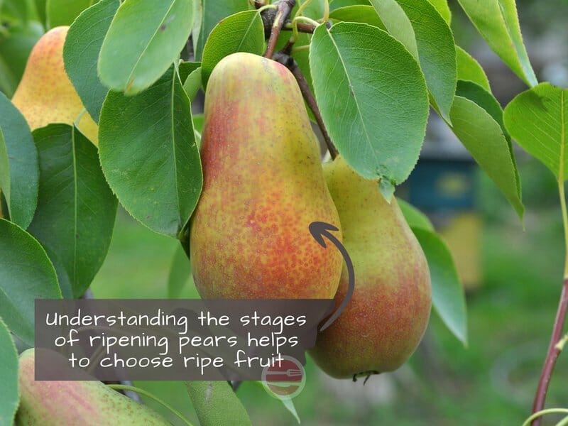 Pear ripening on tree
